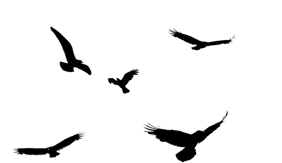 Flock of Birds Illustration